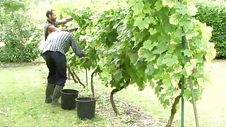 Tanned twink boys in the outdoor fuck, in the field and in